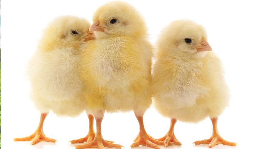 Raising Backyard Chicks? Here’s What You’ll Need This Month