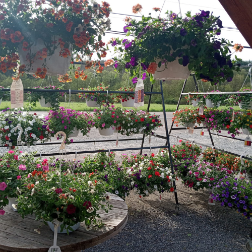 The interior of a full greenhouse.