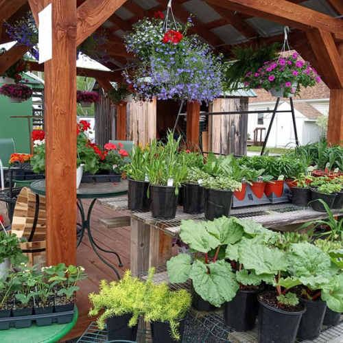 The interior of a full greenhouse.