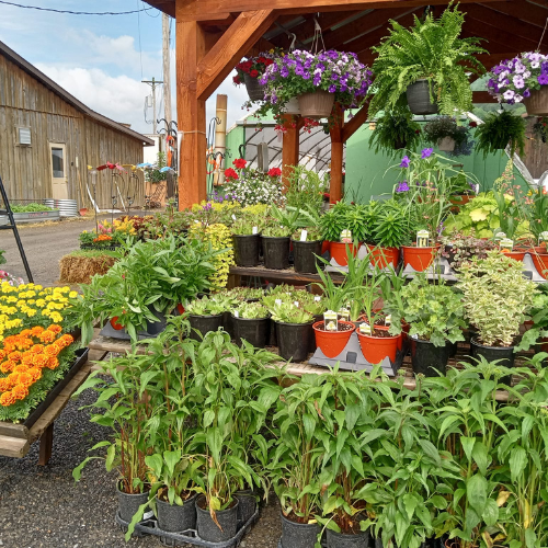 The interior of a full greenhouse.