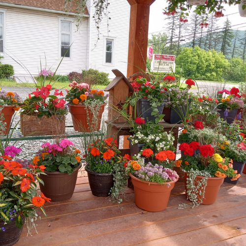 The interior of a full greenhouse.