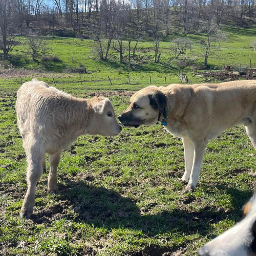 A dog nose to nose with a calf in a green pasture.