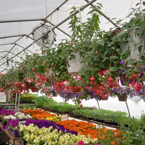 The interior of a full greenhouse.