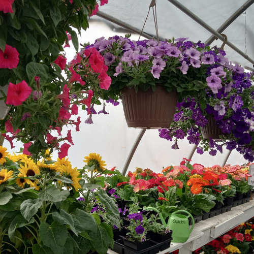 The interior of a full greenhouse.