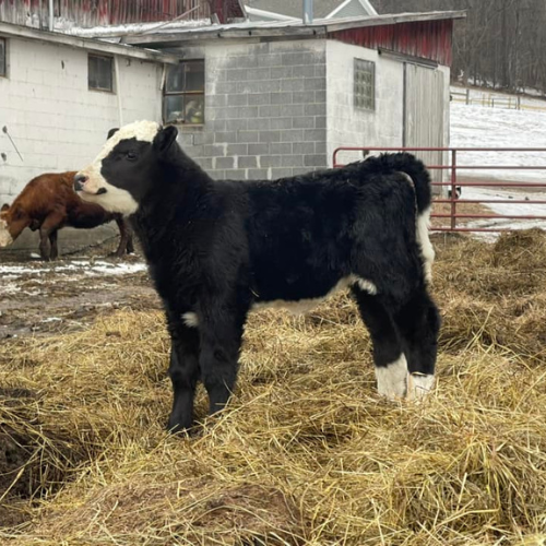 A calf standing in hay in a pasture.
