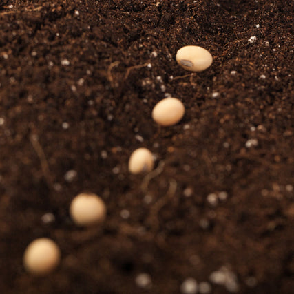 Lawn & Garden SuppliesSeeds placed in soil