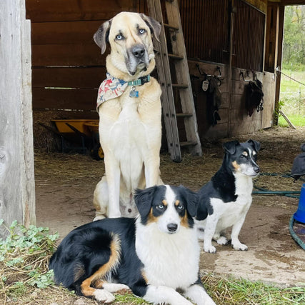 Pet Food & SuppliesThree dogs sitting and posed in a barn.