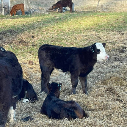 Livestock FeedsCows in a pasture