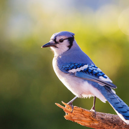 Wild Bird SuppliesA Blue Jay sitting on a branch