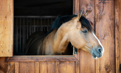 A horse with it's head sticking out of a stall