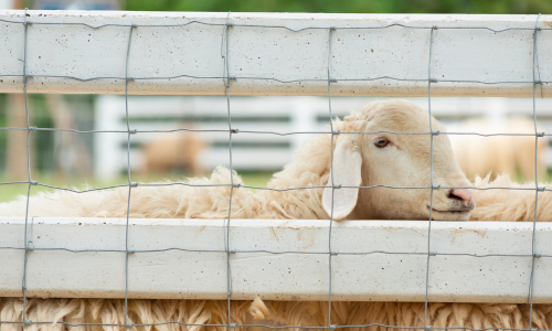 A sheep behind a white wire fence