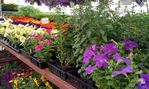 A close up of greenhouse plants.