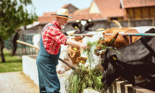 Farmer feeding cows with hay