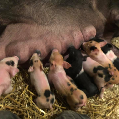 A litter of pigs feeding.